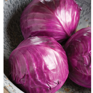 Red Cabbage (OS)