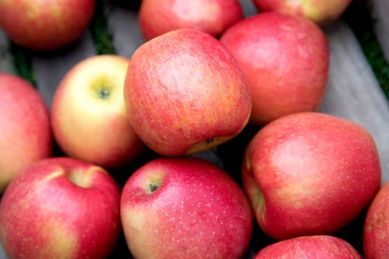 Ludacrisp Apples