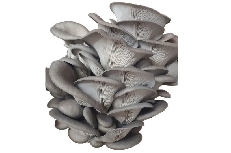 New Path Farm Local Blue Oyster Mushrooms