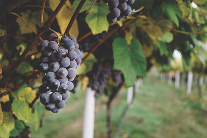 Chef's Harvest Table Grapes