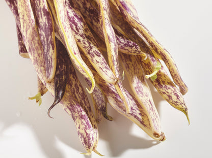 Dragon Tongue Beans