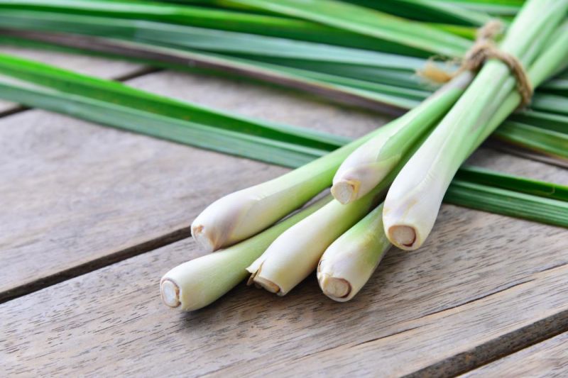 Herb Lemongrass