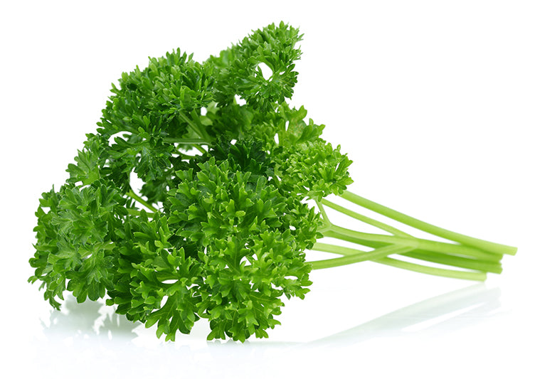 Herb Curly Parsley