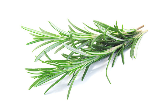 Herb Rosemary
