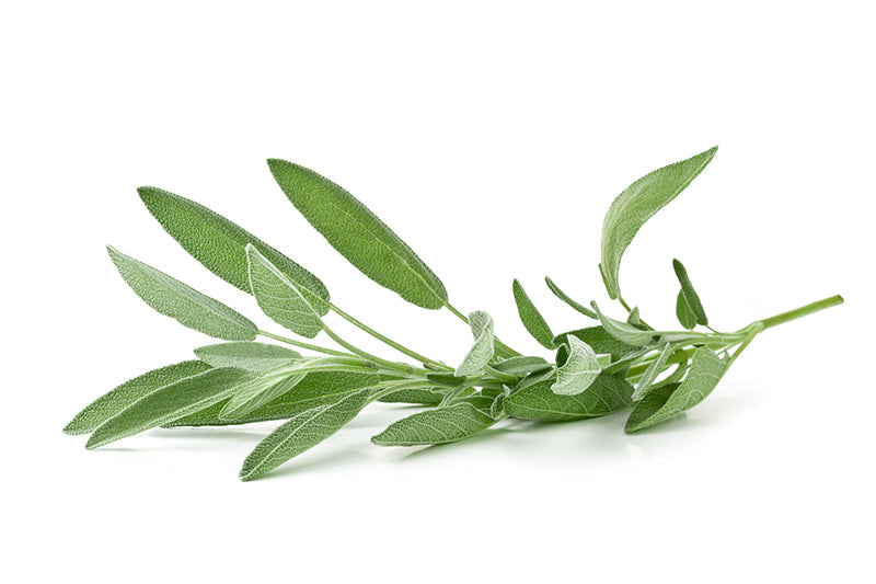 Herb Sage