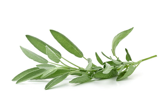 Herb Sage