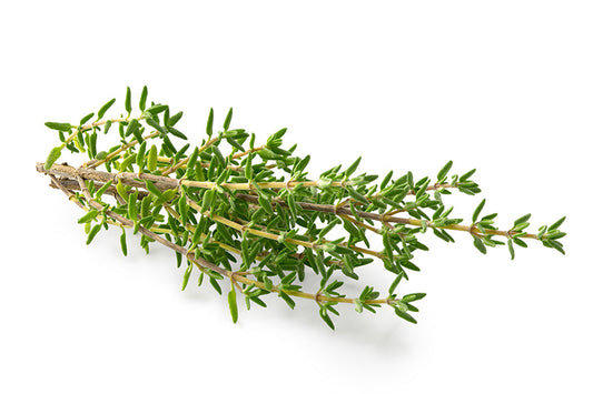 Herb Thyme