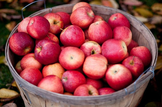Gala Apple