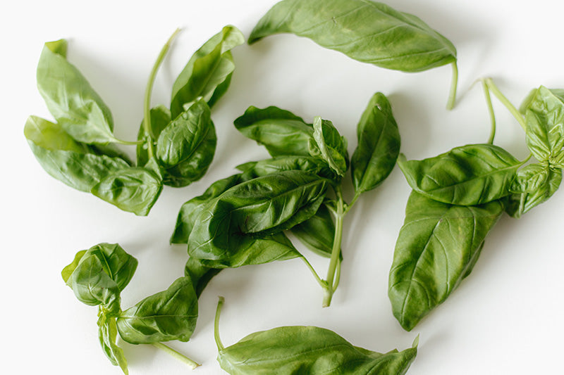Chef's Harvest Genovese Basil