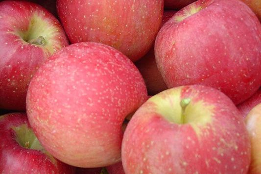 EverCrisp Apples