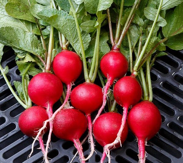 Red Radishes (OS)
