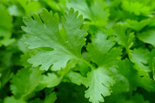 Chef's Harvest Parsley Flat-Leaf