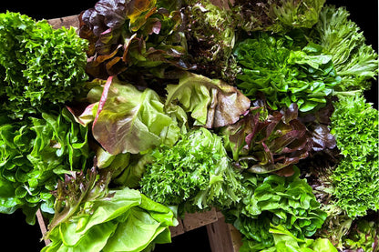 Chef's Harvest YB Lettuce Mix (CASE)