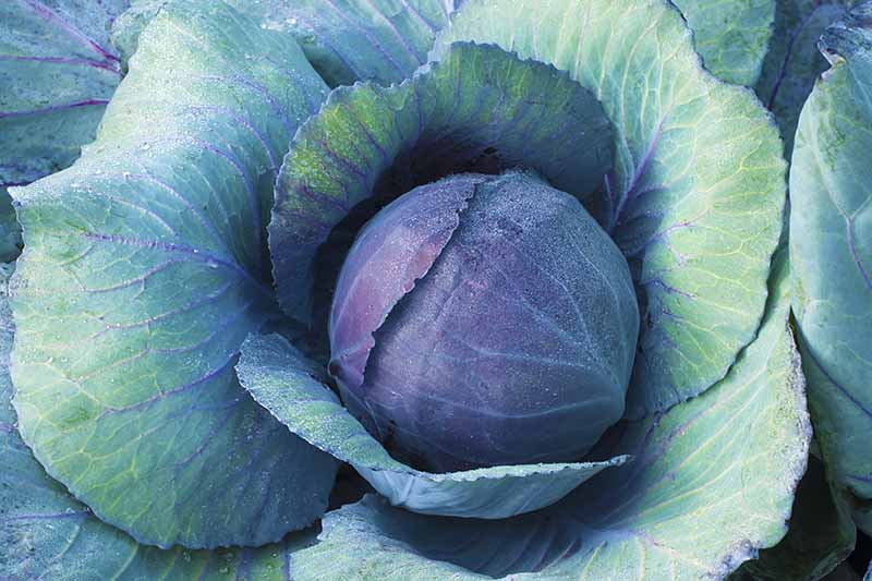 Red Cabbage