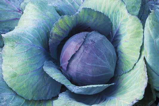 Red Cabbage
