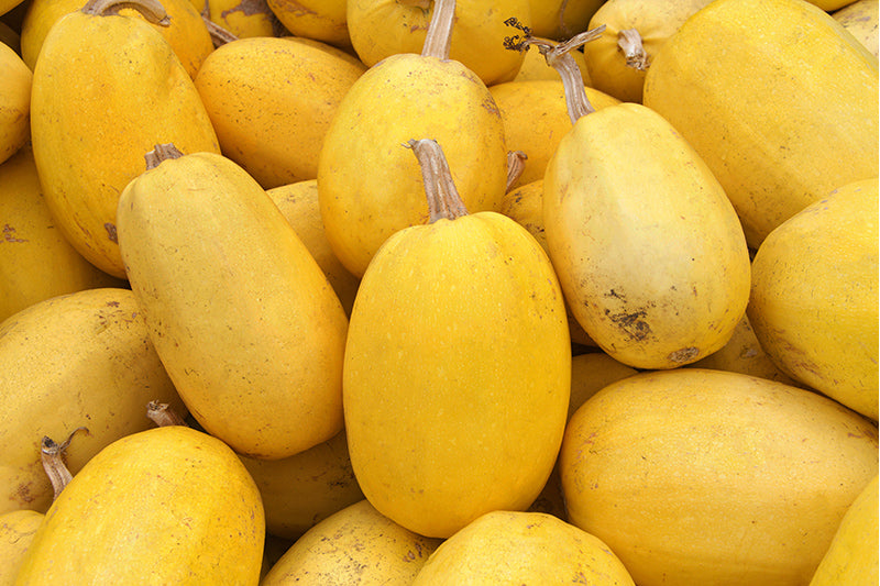 Spaghetti Squash Yellow
