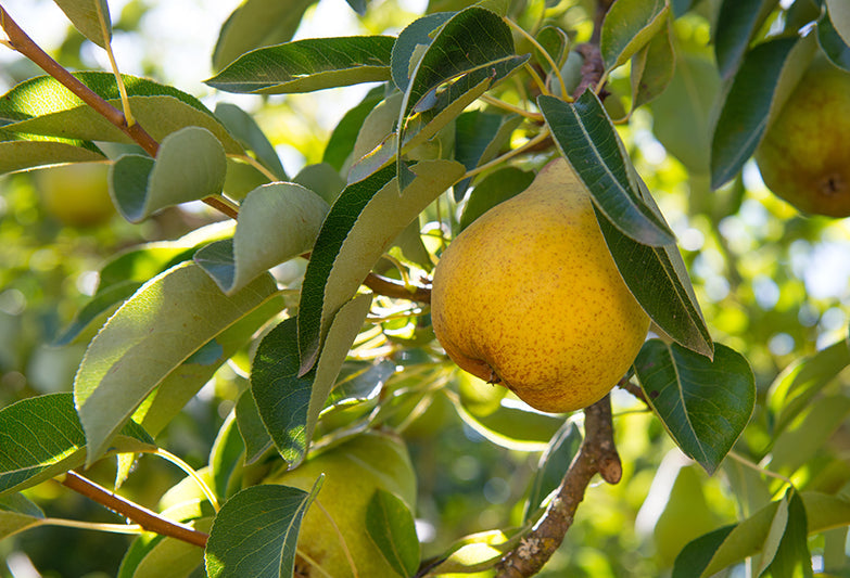 Bartlett Pear