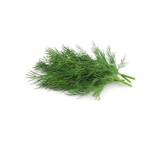 Herb Dill (OS)