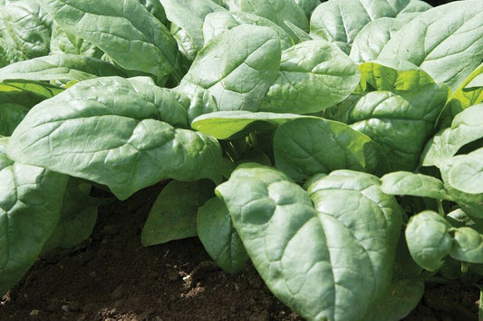 Spinach