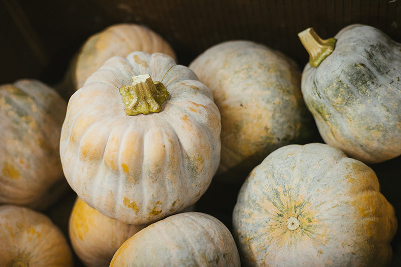 Koginut Squash (OS)