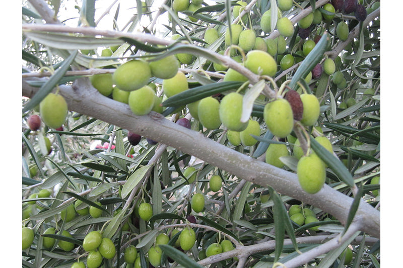 The Olive Scene Extra Virgin Olive Oil Coratina
