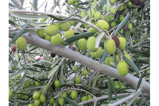 The Olive Scene Extra Virgin Olive Oil Coratina