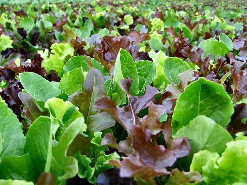 Salad Mix (OS)