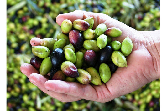 The Olive Scene Extra Virgin Olive Oil Arbequina