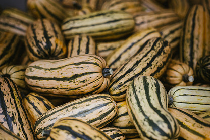 Delicata Squash (OS)