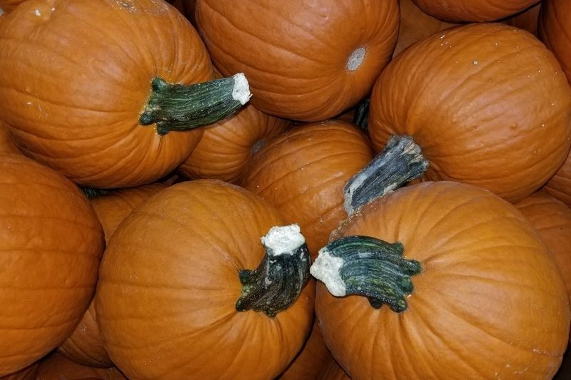 Pie Pumpkin