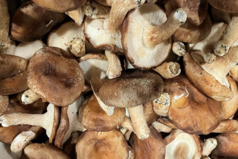 Pennsylvania Shiitake Mushrooms Conventional