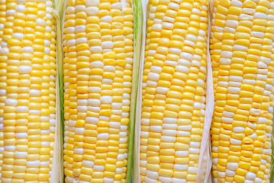 Bi-Color Sweet Corn