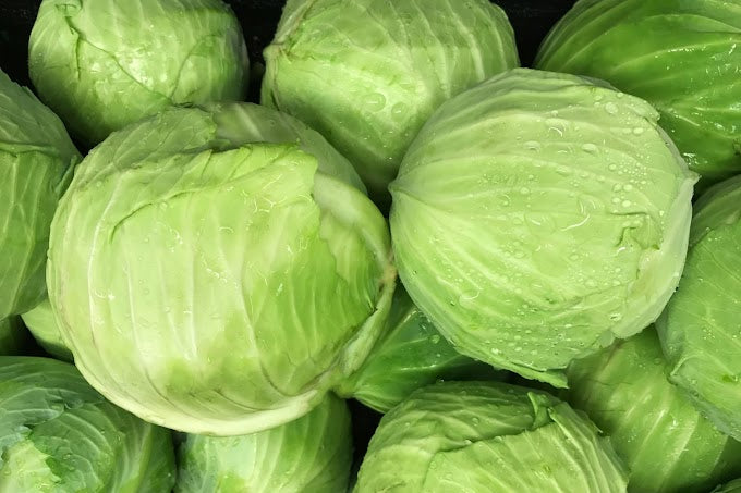 Green Leaf Cabbage (OS)