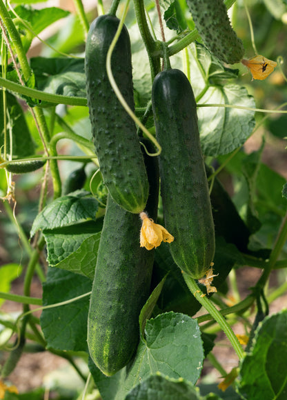 Slicer Cucumber