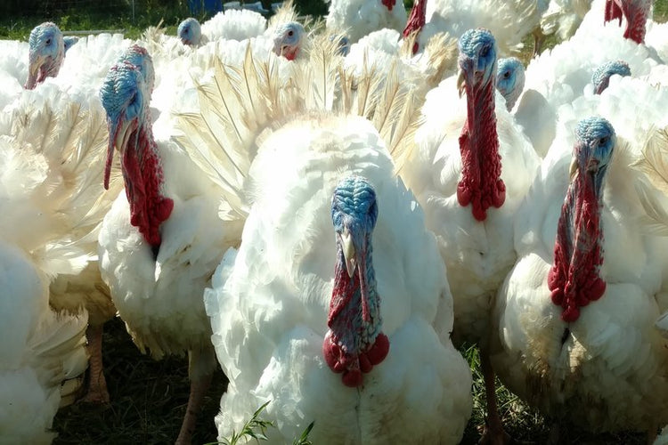 Green Acres Organics