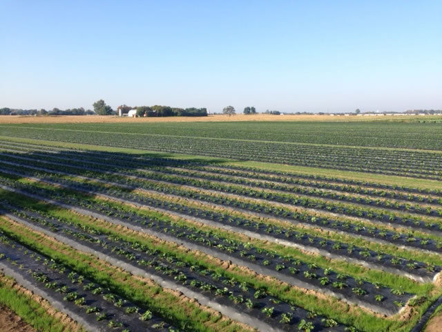 Rhoads Farm
