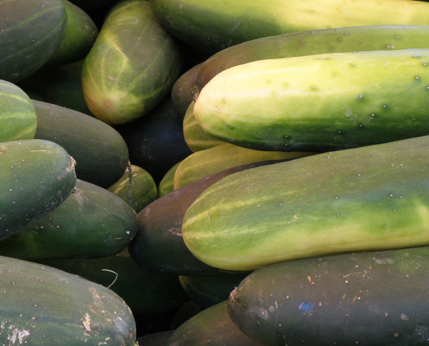 Slicer Cucumber