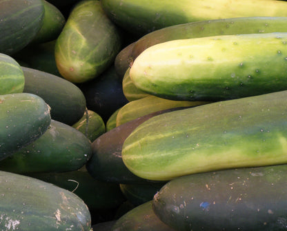Slicer Cucumber