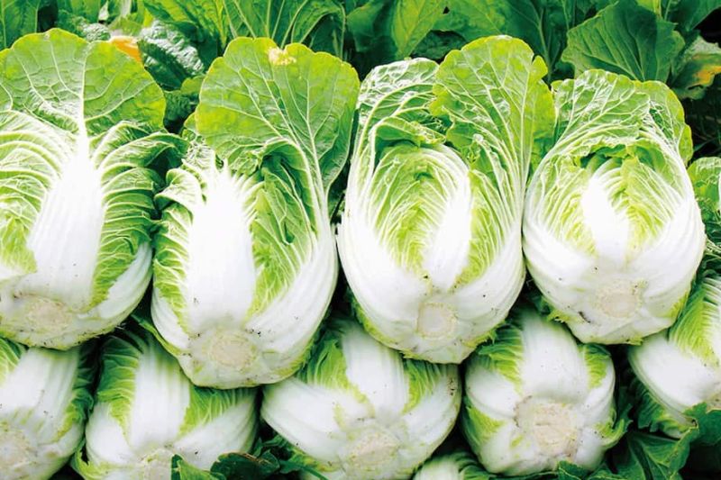 Napa Cabbage (OS)