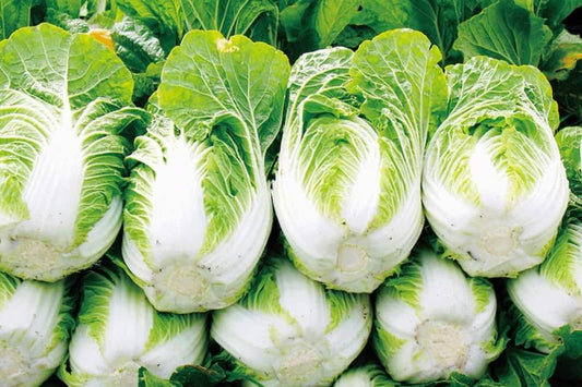Napa Cabbage (OS)