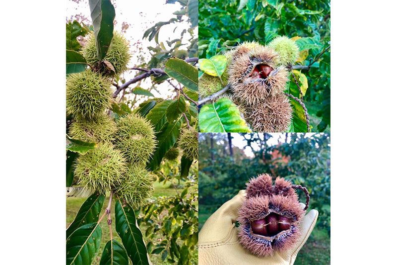 Majestic Canopy Chestnuts Dunstan
