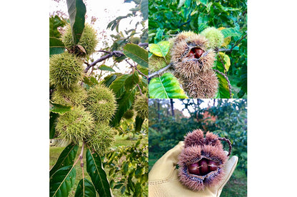 Majestic Canopy Chestnuts Dunstan