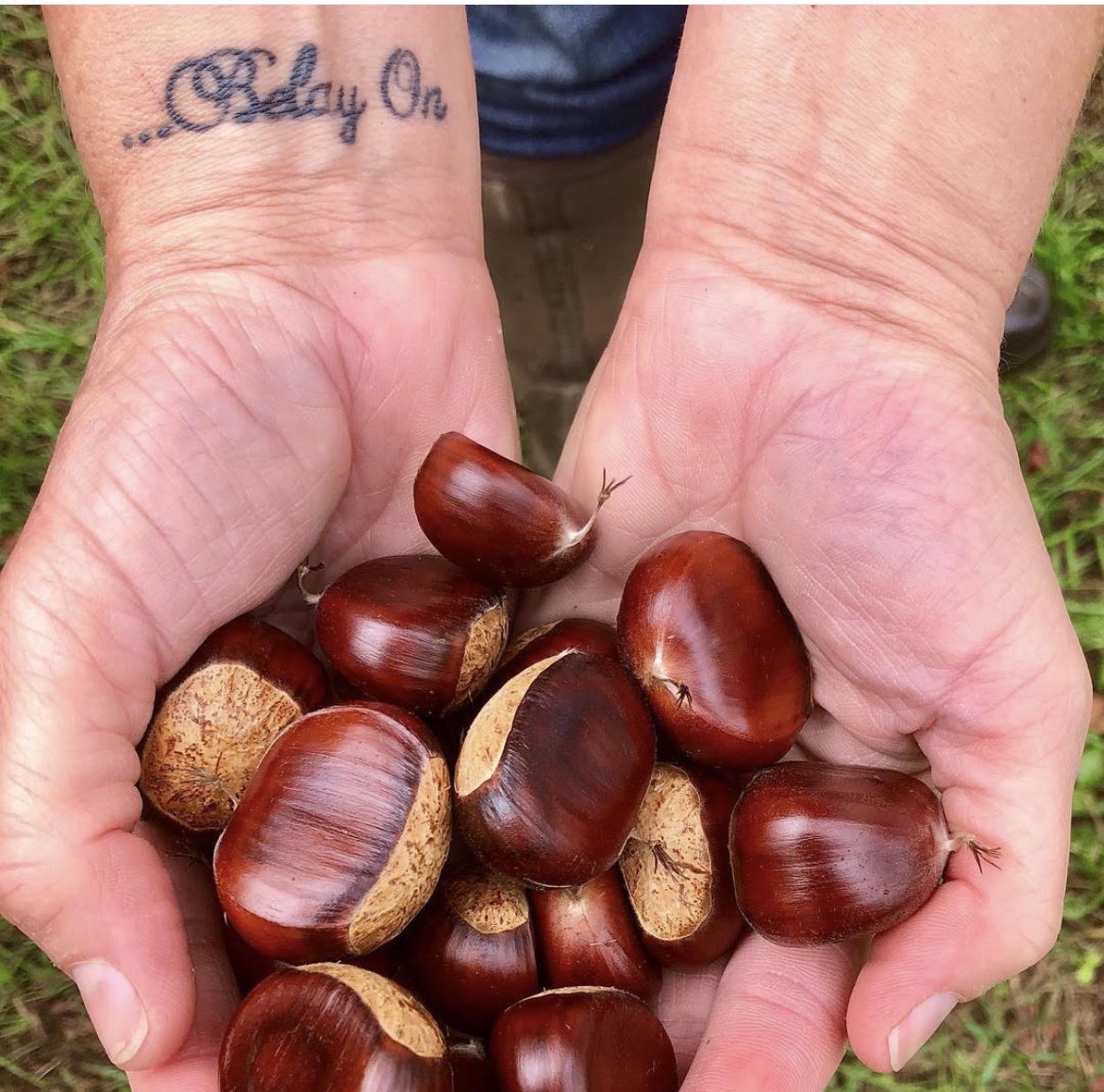 Majestic Canopy Chestnuts Dunstan