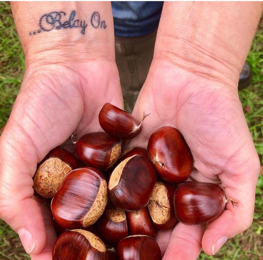 Majestic Canopy Chestnuts Dunstan